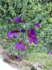 Echium sabulicola decipiens