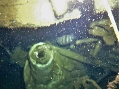 Hypoplectrodes wilsoni