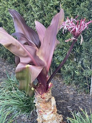 Crinum × amabile