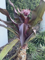 Crinum × amabile