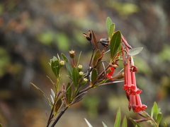 Augusta longifolia