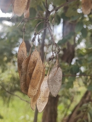 Dalbergia miscolobium