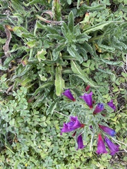 Echium sabulicola decipiens