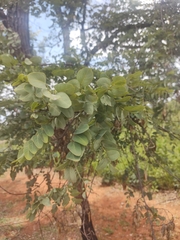 Dalbergia miscolobium