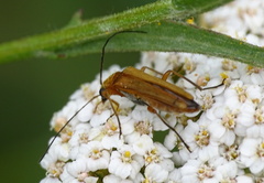 Oedemera podagrariae