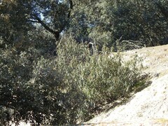 Quercus rotundifolia