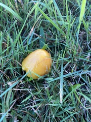 Hygrocybe acutoconica