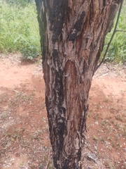 Dalbergia miscolobium