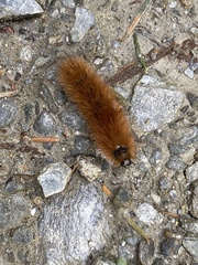 Phragmatobia