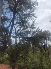 Dalbergia miscolobium