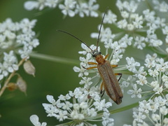 Oedemera podagrariae