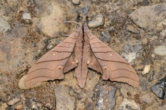 Marumba cristata