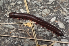 Narceus americanus