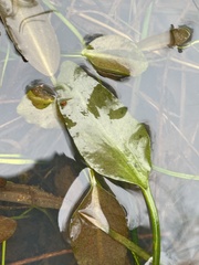 Potamogeton polygonifolius