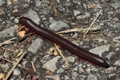 Narceus americanus