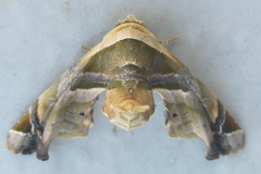 Eutelia callichroma