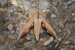 Marumba