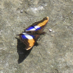 Doxocopa
