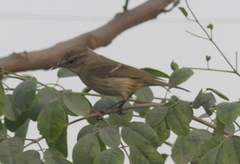 Phylloscopus trochiloides