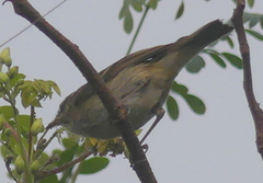 Phylloscopus trochiloides