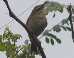 Phylloscopus trochiloides