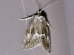Deltote bellicula