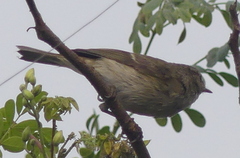 Phylloscopus trochiloides