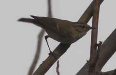 Phylloscopus trochiloides