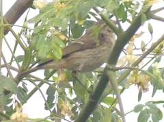 Phylloscopus trochiloides