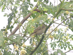 Phylloscopus trochiloides