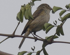Phylloscopus trochiloides