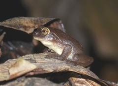 Raorchestes ponmudi