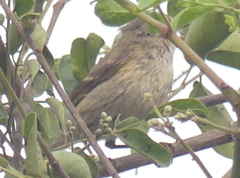 Phylloscopus trochiloides