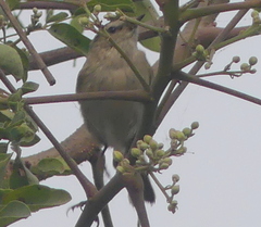 Phylloscopus trochiloides