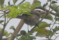 Phylloscopus trochiloides