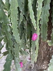 Epiphyllum phyllanthus