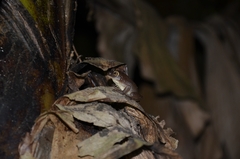 Raorchestes ponmudi