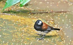 Spermestes bicolor nigriceps