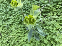 Euphorbia serrata