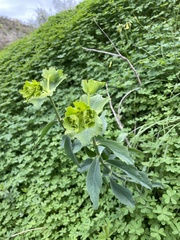 Euphorbia serrata