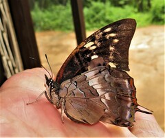Charaxes ethalion ethalion
