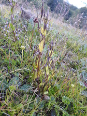 Gentianella magellanica