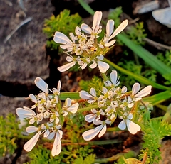 Scandiceae