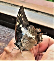 Charaxes ethalion ethalion