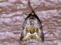 Deltote bellicula