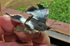 Charaxes ethalion ethalion