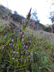 Gentianella magellanica