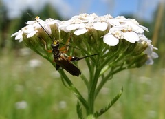 Oedemera podagrariae