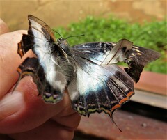 Charaxes ethalion ethalion