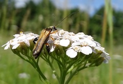 Oedemera podagrariae